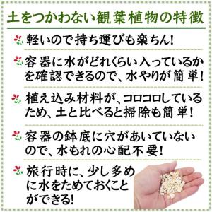 土を使わない観葉植物 選べるミニ観葉植物 ゼオ...の詳細画像1