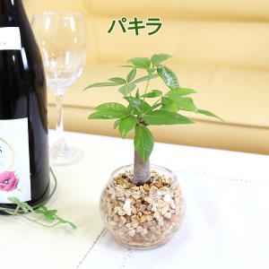 土を使わない観葉植物 選べるミニ観葉植物 ゼオ...の詳細画像3
