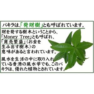 土を使わない観葉植物 選べるミニ観葉植物 ゼオ...の詳細画像4
