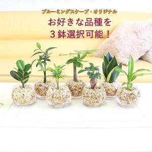 バンブー竹 0_4e7ee0ef30fc18fbd47b547db434