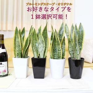 バンブー竹 0_4e7ee0ef30fc18fbd47b547db434