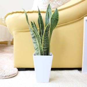 土を使わない観葉植物 サンスベリア・ホワイトスクエアプラスチック鉢＋水位計付き ミディアムサイズ ハイドロカルチャー