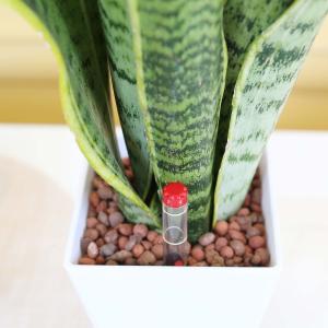 土を使わない観葉植物 サンスベリア・ホワイトス...の詳細画像1