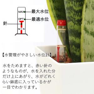 土を使わない観葉植物 サンスベリア・ホワイトス...の詳細画像2