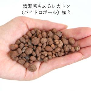 土を使わない観葉植物 サンスベリア・ホワイトス...の詳細画像3