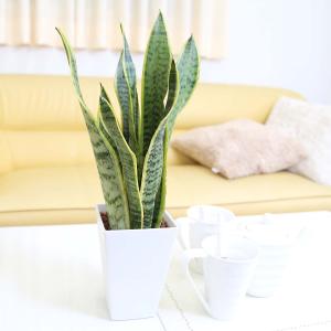 土を使わない観葉植物 サンスベリア・ホワイトス...の詳細画像4