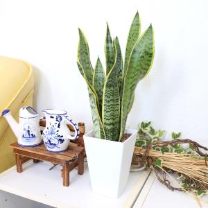 土を使わない観葉植物 サンスベリア・ホワイトス...の詳細画像5