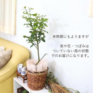 大きめのレモンの木 6号 バスケット鉢カバー ...の詳細画像3