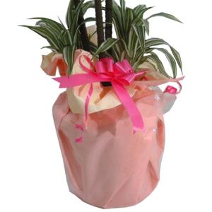 【観葉植物オプション】10号＆8号＆7号用観葉植物ラッピング