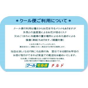 バラ/ペインテッド ブルーローズ10本&かすみ草花束の詳細画像5