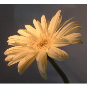 ガーベラ淡黄