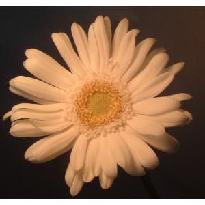 ガーベラ　白