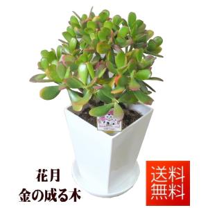 金のなる木 花月 5号 観葉植物 開店祝い 花言葉 一攫千金 幸運を招く 器素材プラスチック Hachi 05 2 フラワーギフト ブルーマート 通販 Yahoo ショッピング