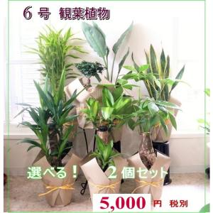選べる 観葉植物 6号 2個セット ミリオンバン...の商品画像