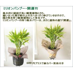 選べる 観葉植物 6号 2個セット ミリオンバ...の詳細画像1