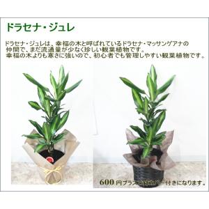 選べる 観葉植物 6号 2個セット ミリオンバ...の詳細画像2