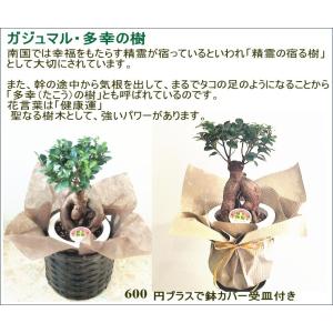 選べる 観葉植物 6号 2個セット ミリオンバ...の詳細画像3