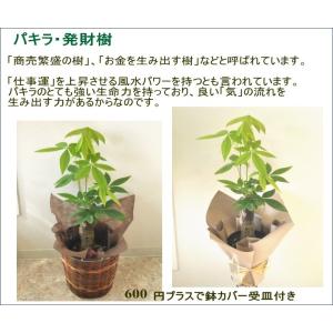 選べる 観葉植物 6号 2個セット ミリオンバ...の詳細画像4