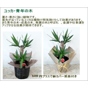 選べる 観葉植物 6号 2個セット ミリオンバ...の詳細画像5