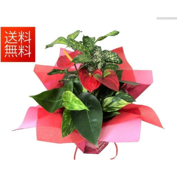 観葉植物　寄せ植え　開店祝い　お誕生日　御祝い