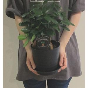 ガジュマル 観葉植物 5号 多幸の木 開店祝い...の詳細画像1