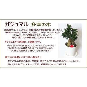 ガジュマル 観葉植物 5号 多幸の木 開店祝い...の詳細画像2
