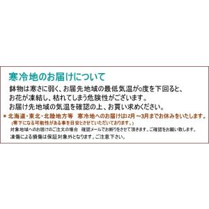 ガジュマル 観葉植物 5号 多幸の木 開店祝い...の詳細画像3