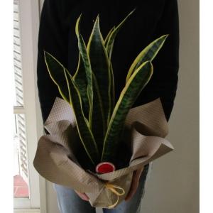 サンセベリア 観葉植物 5号 新築祝い 開店祝...の詳細画像1