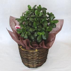 金のなる木 花月 5号 観葉植物 開店祝い 花...の詳細画像2