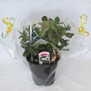 金のなる木 花月 5号 観葉植物 開店祝い 花...の詳細画像1