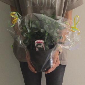 金のなる木 花月 5号 観葉植物 開店祝い 花...の詳細画像3