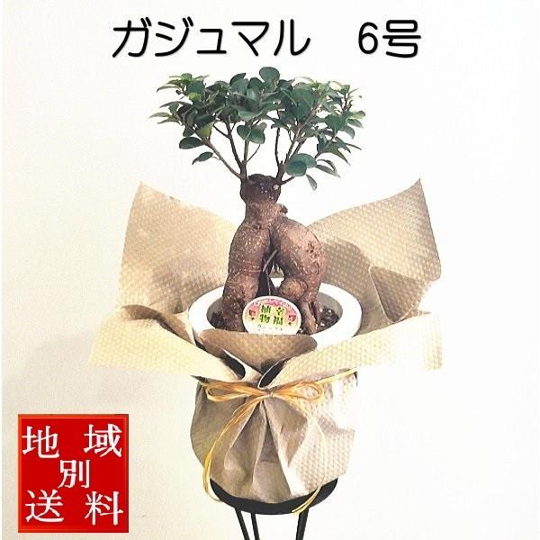 ガジュマル　観葉植物　6号　開店祝い　お誕生日　御祝い