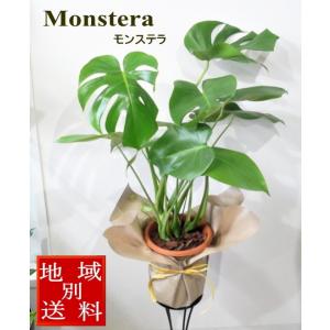 モンステラ　観葉植物　6号　開店祝い　お誕生日　新築祝い　御祝い【ハロウィンにもおすすめ！】
