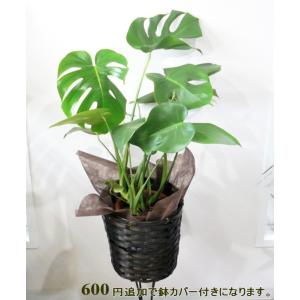 モンステラ 観葉植物 6号 開店祝い お誕生日...の詳細画像4