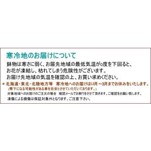 モンステラ 観葉植物 6号 開店祝い お誕生日...の詳細画像5