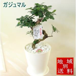 ガジュマル　観葉植物　8号　開店祝い　新築祝い　誕生日祝い