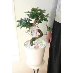 ガジュマル 観葉植物 8号 開店祝い 新築祝い...の詳細画像2
