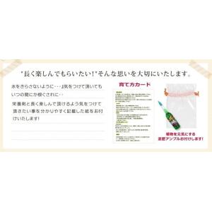 ガジュマル 観葉植物 8号 開店祝い 新築祝い...の詳細画像3