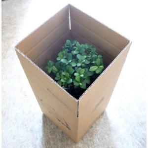 ガジュマル 観葉植物 8号 開店祝い 新築祝い...の詳細画像5