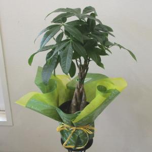 パキラ 観葉植物 5号 新築祝い、開店祝い、お...の詳細画像4