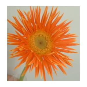 スパイダー咲きオレンジ