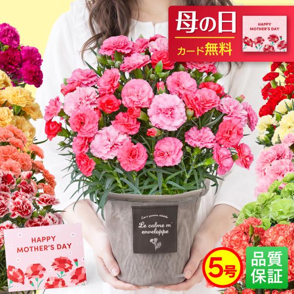 母の日 カーネーション 花 ギフト 2026 鉢植え 花鉢 5号 鉢花 プレゼント 母の日ギフト 誕...