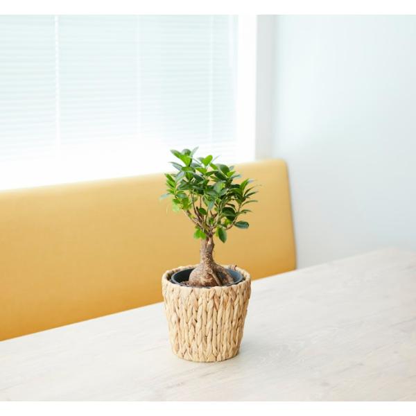 観葉植物 ガジュマル 選べる鉢カバー 5号サイズ  幸運の木 風水 インテリア オシャレ