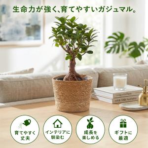 観葉植物 ガジュマル 選べる鉢カバー 5号サイ...の詳細画像1