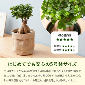 観葉植物 ガジュマル 選べる鉢カバー 5号サイ...の詳細画像2