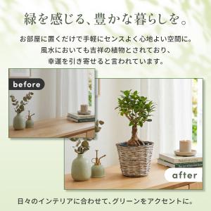 観葉植物 ガジュマル 選べる鉢カバー 5号サイ...の詳細画像3