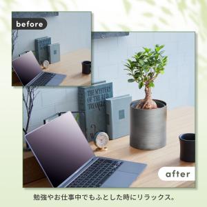 観葉植物 ガジュマル 選べる鉢カバー 5号サイ...の詳細画像4