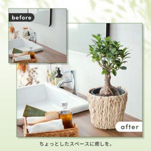 観葉植物 ガジュマル 選べる鉢カバー 5号サイ...の詳細画像5