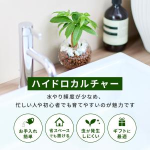 観葉植物 ハイドロカルチャー パキラ ガジュマ...の詳細画像1