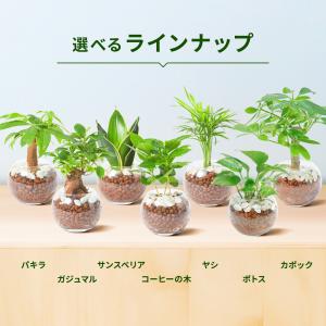 観葉植物 ハイドロカルチャー パキラ ガジュマ...の詳細画像2